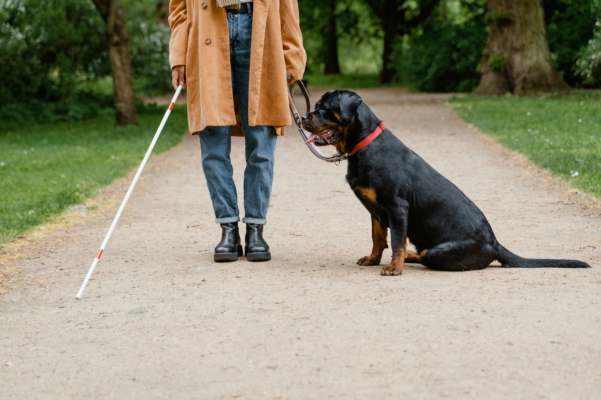 A blind woman walks with her guide dog along a park pathway, using a white cane for guidance.