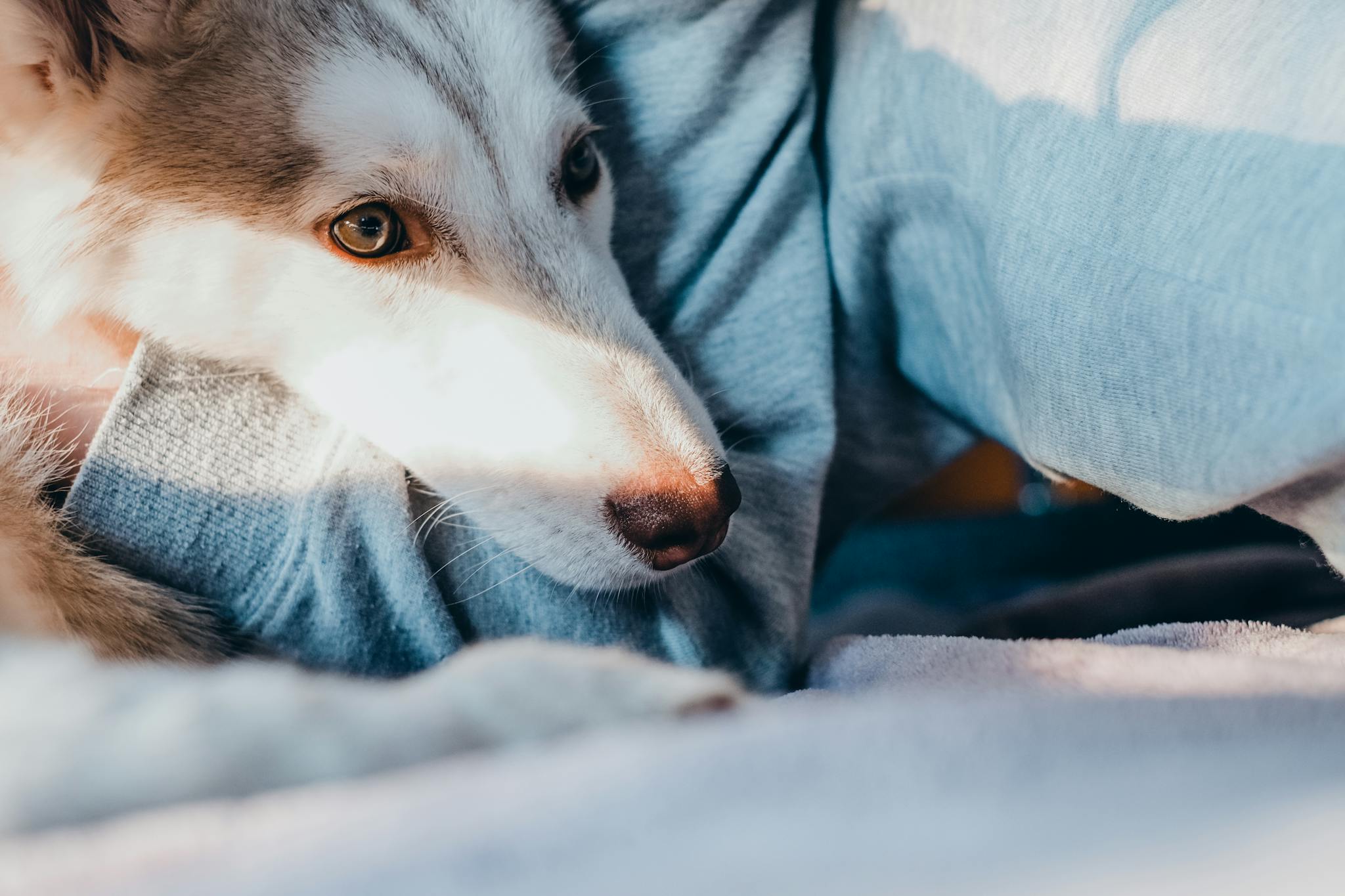 Close-up of a husky dog lounging in sunlight, showcasing its vibrant eyes and cozy setting.