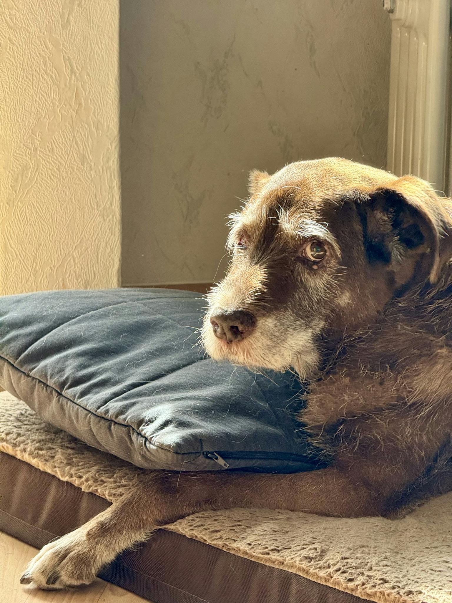 Elderly brown dog relaxing comfortably indoors with natural sunlight pouring in.